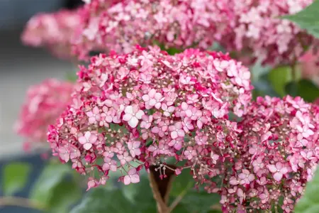 Hydrangea arbor. 'Sweet Annabelle'? - 5 Ltr pot - image 3