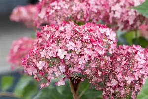 Hydrangea arbor. 'Sweet Annabelle'? - 5 Ltr pot - image 3
