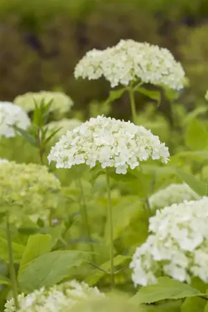 Hydrangea arborescens - 30-40 CM C2 - image 2