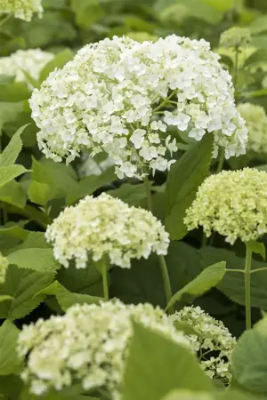 Hydrangea arborescens - 80-100 CM C7.5 - image 1
