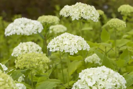 Hydrangea arborescens - 30-40 CM C2 - image 3
