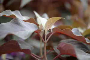 Hydrangea aspera 'Hot Chocolate'?