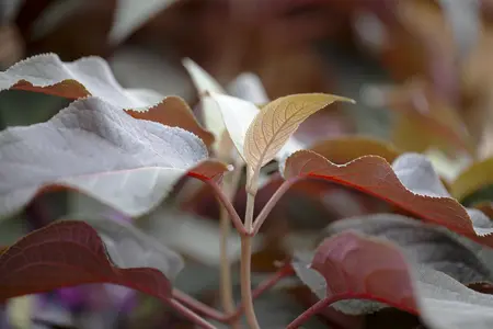 Hydrangea aspera 'Hot Chocolate'? - 30-40 CM C4