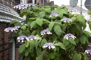 Hydrangea aspera 'Macrophylla'