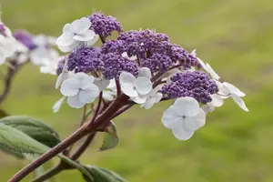 Hydrangea aspera 'Macrophylla' - 10 Ltr pot - image 3