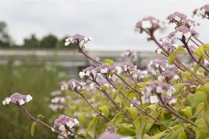 Hydrangea aspera 'Macrophylla' - 10 Ltr pot - image 4