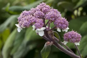Hydrangea aspera 'Macrophylla' - 10 Ltr pot - image 5