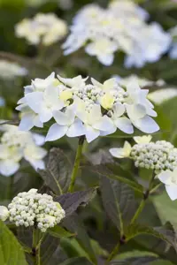 Hydrangea 'Blue Deckle' - 2 Ltr pot - image 2