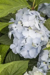 Hydrangea 'Blue Deckle' - 3 Ltr pot - image 3