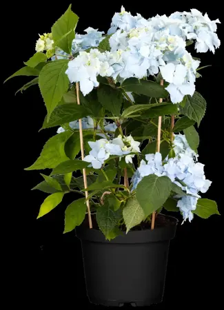 Hydrangea 'Blue Deckle' - 2 Ltr pot - image 4