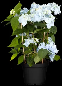 Hydrangea 'Blue Deckle' - 2 Ltr pot - image 4