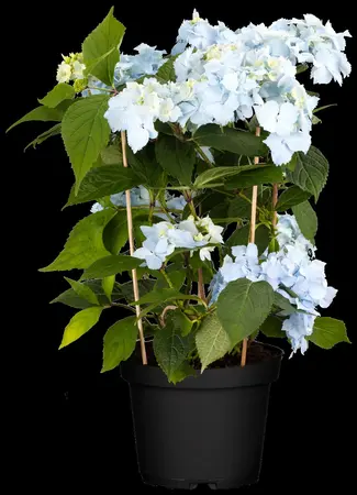 Hydrangea 'Blue Deckle' - 30-40 CM C2 - image 4