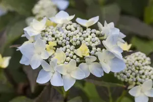 Hydrangea 'Blue Deckle'