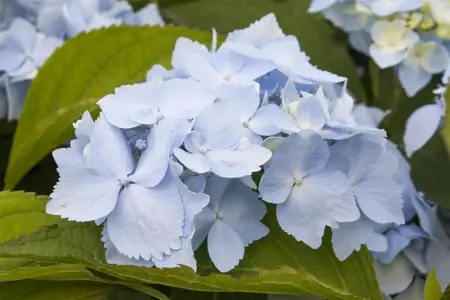 Hydrangea 'Blue Deckle' - 2 Ltr pot - image 5