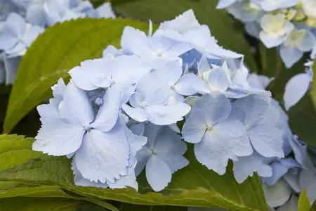 Hydrangea 'Blue Deckle' - 3 Ltr pot - image 4