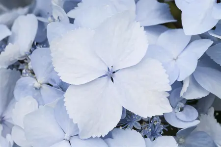 Hydrangea 'Blue Deckle' - 3 Ltr pot - image 5