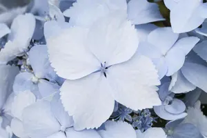 Hydrangea 'Blue Deckle' - 3 Ltr pot - image 5
