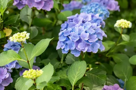 Hydrangea 'Forever & Ever? Blue' - 2 Ltr pot - image 2