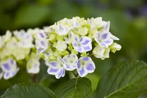Hydrangea 'Forever & Ever? Peppermint'