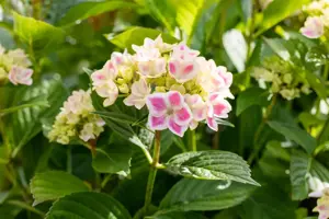 Hydrangea 'Forever & Ever? Peppermint' - 3 Ltr pot - image 2