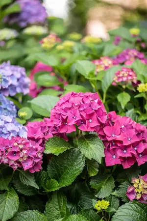 Hydrangea 'Forever & Ever? Red' - 5 Ltr pot - image 2