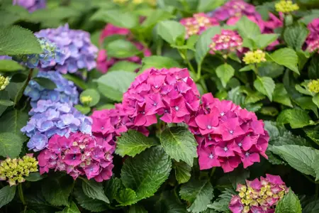 Hydrangea 'Forever & Ever? Red' - 5 Ltr pot - image 1
