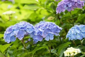 Hydrangea 'Forever & Ever? White'