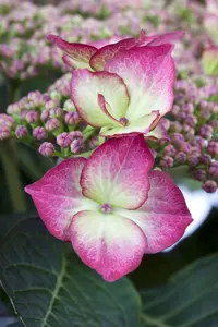 HYDRANGEA HORT MATHILDA GUTGES