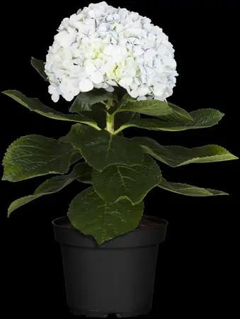 HYDRANGEA HORT MATHILDA GUTGES 4.5L - image 4