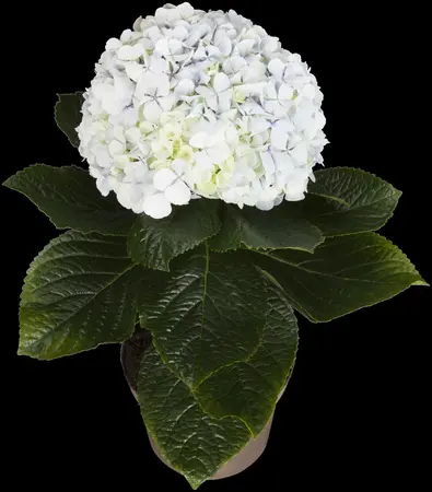 HYDRANGEA HORT MATHILDA GUTGES 4.5L - image 5