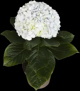 HYDRANGEA HORT MATHILDA GUTGES 4.5L - image 5