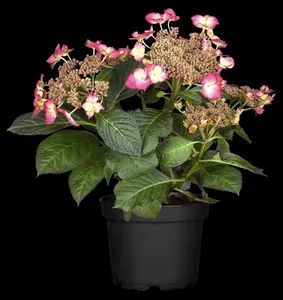 HYDRANGEA HORT MATHILDA GUTGES 4.5L - image 3