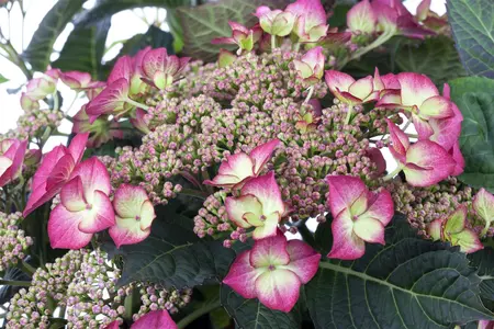 HYDRANGEA HORT MATHILDA GUTGES 4.5L - image 2