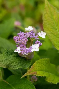 Hydrangea involucrata - 10 Ltr pot - image 3