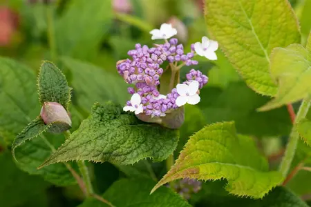 Hydrangea involucrata - 10 Ltr pot - image 2