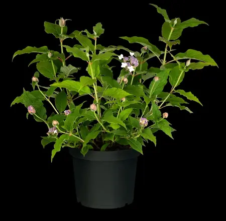 Hydrangea involucrata - 1.5 Ltr pot - image 1