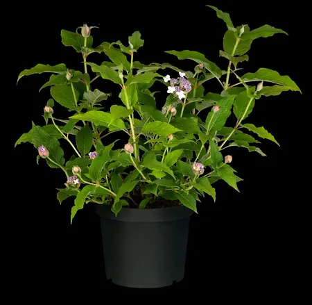 Hydrangea involucrata - 10 Ltr pot - image 1