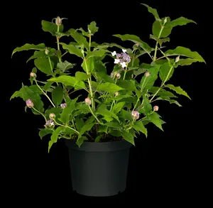 Hydrangea involucrata - 10 Ltr pot - image 1