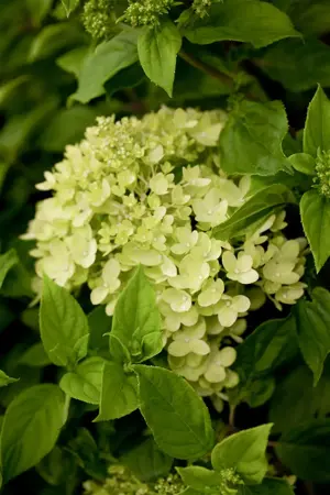 HYDRANGEA LITTLE LIME 4L - image 3