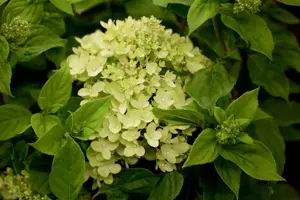 HYDRANGEA LITTLE LIME 4L - image 2