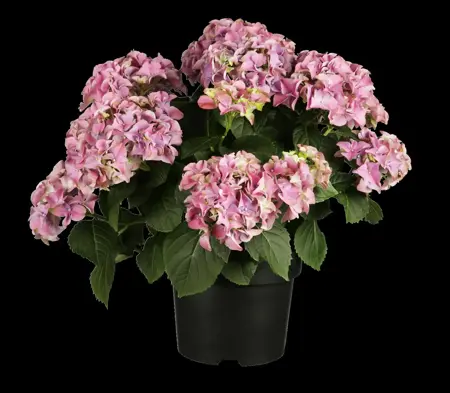 Hydrangea m. 'Anouk' - 3 Ltr pot - image 4