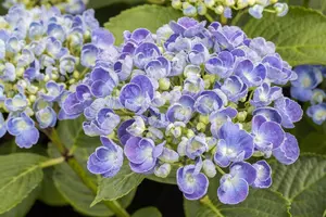 Hydrangea m. 'Ayesha' - 30-40 CM C10