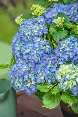 Hydrangea m. 'Baby Blue' - 2 Ltr pot