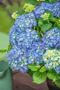 Hydrangea m. 'Baby Blue'
