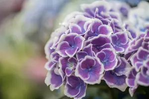 Hydrangea m. 'Bavaria'