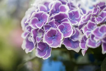 Hydrangea m. 'Bavaria' - 2 Ltr pot - image 2