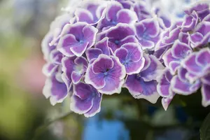 Hydrangea m. 'Bavaria' - 2 Ltr pot - image 2