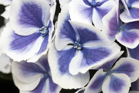 Hydrangea m. 'Bavaria' - 2 Ltr pot - image 5