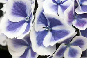 Hydrangea m. 'Bavaria' - 2 Ltr pot - image 5