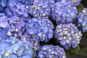 Hydrangea m. 'Bela' - 5 Ltr pot - image 2